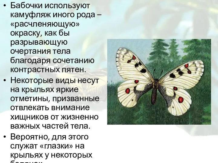 Бабочки используют камуфляж иного рода – «расчленяющую» окраску, как бы разрывающую очертания тела