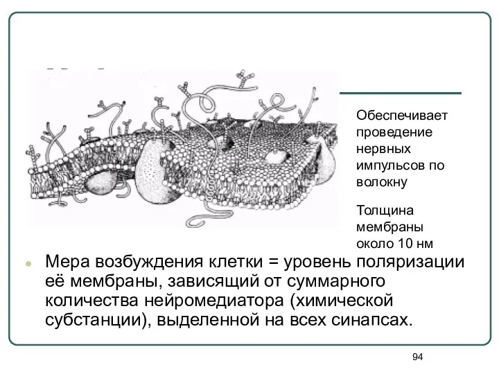 Мембрана Мера возбуждения клетки = уровень поляризации её мембраны, зависящий