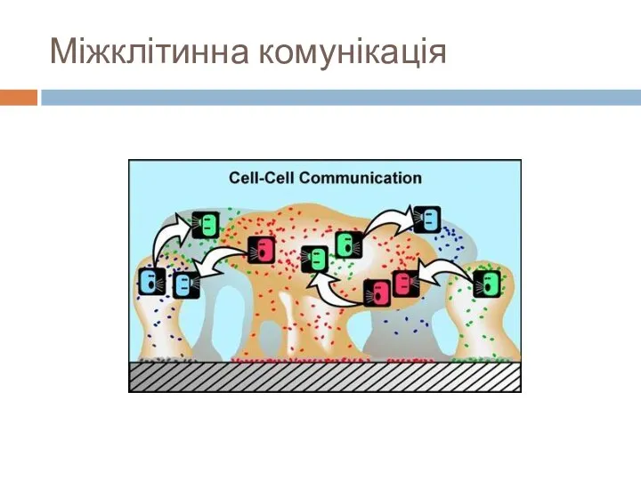 Міжклітинна комунікація