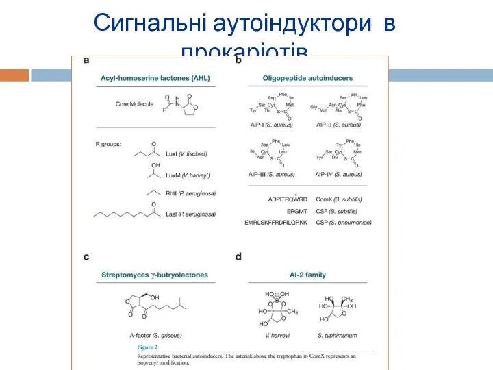 Сигнальні аутоіндуктори в прокаріотів