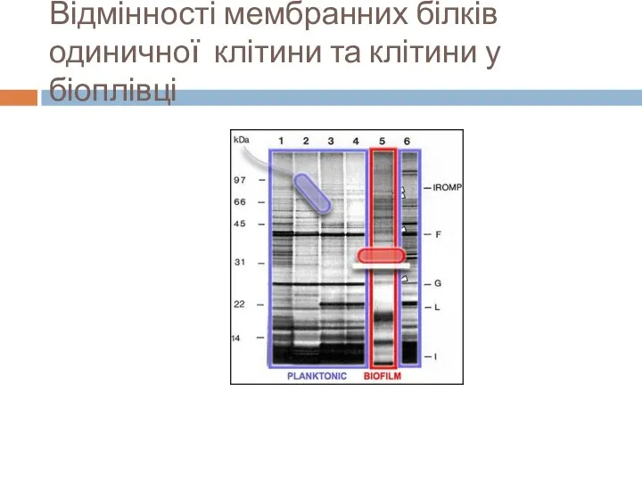 Відмінності мембранних білків одиничної клітини та клітини у біоплівці