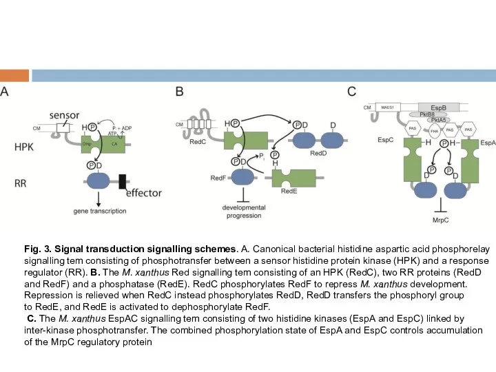 Fig. 3. Signal transduction signalling schemes. A. Canonical bacterial histidine