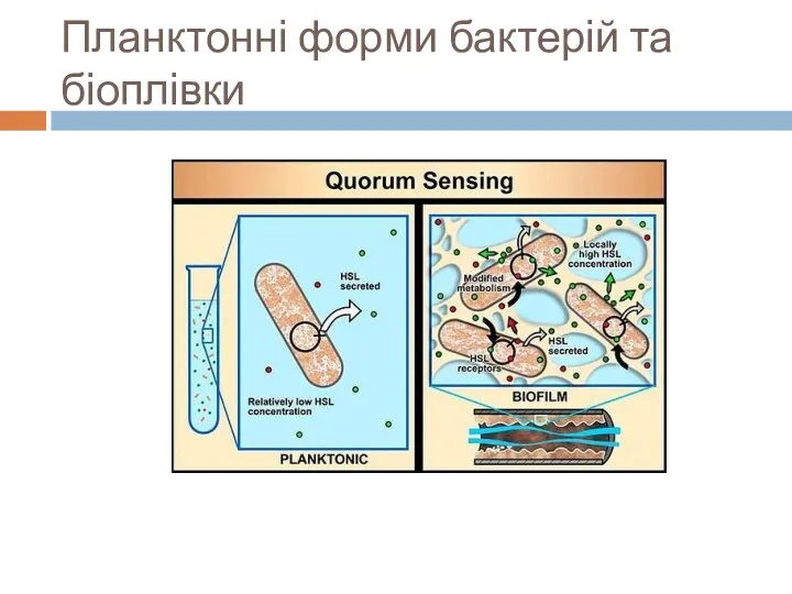 Планктонні форми бактерій та біоплівки