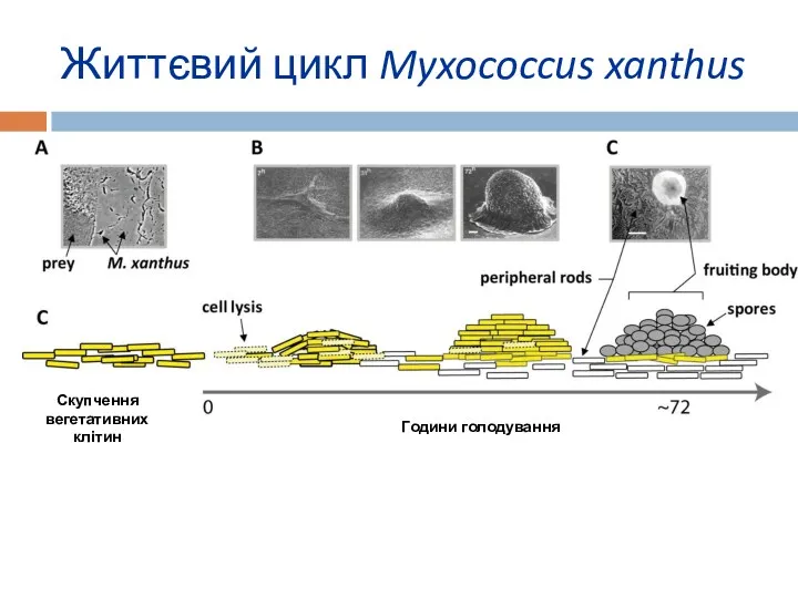 Життєвий цикл Myxococcus xanthus Fig. 1. The life cycle of