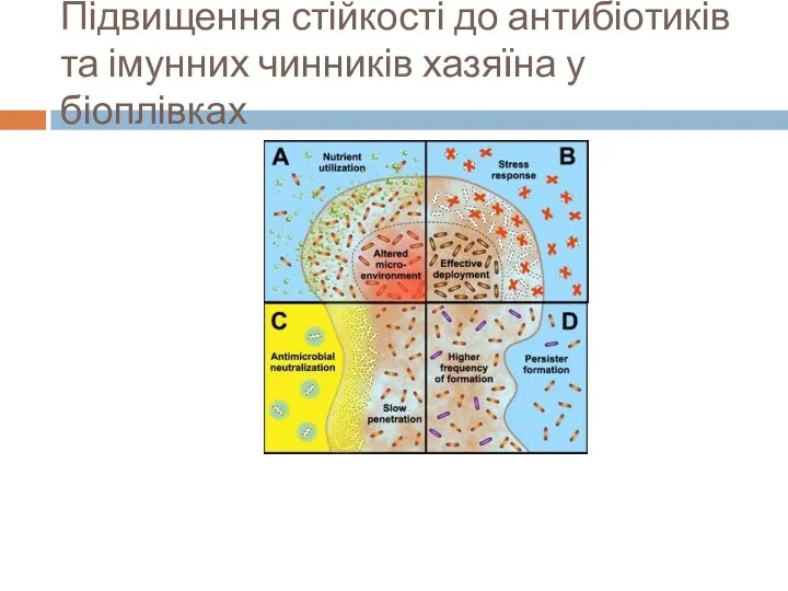 Підвищення стійкості до антибіотиків та імунних чинників хазяїна у біоплівках