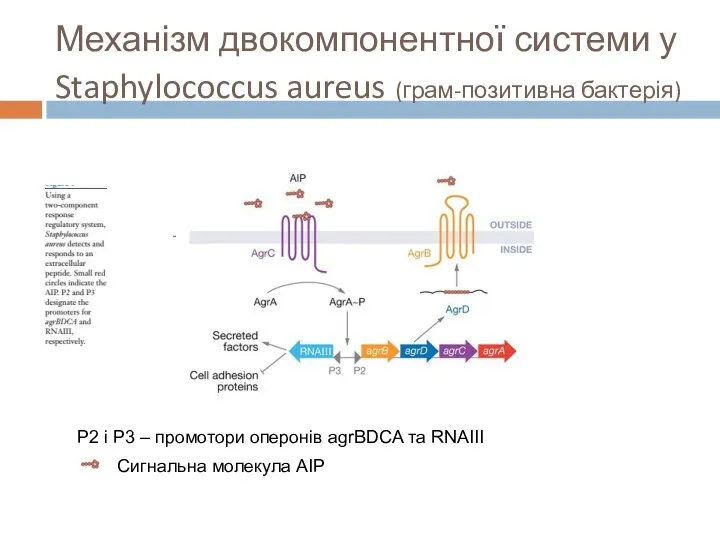 Механізм двокомпонентної системи у Staphylococcus aureus (грам-позитивна бактерія) P2 і