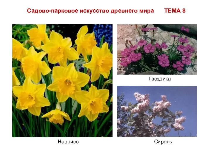 Садово-парковое искусство древнего мира ТЕМА 8 Нарцисс Гвоздика Сирень