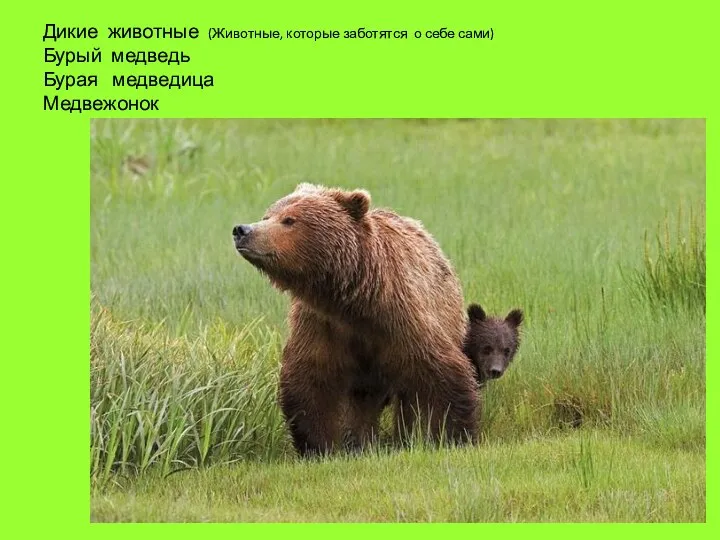 Дикие животные (Животные, которые заботятся о себе сами) Бурый медведь Бурая медведица Медвежонок