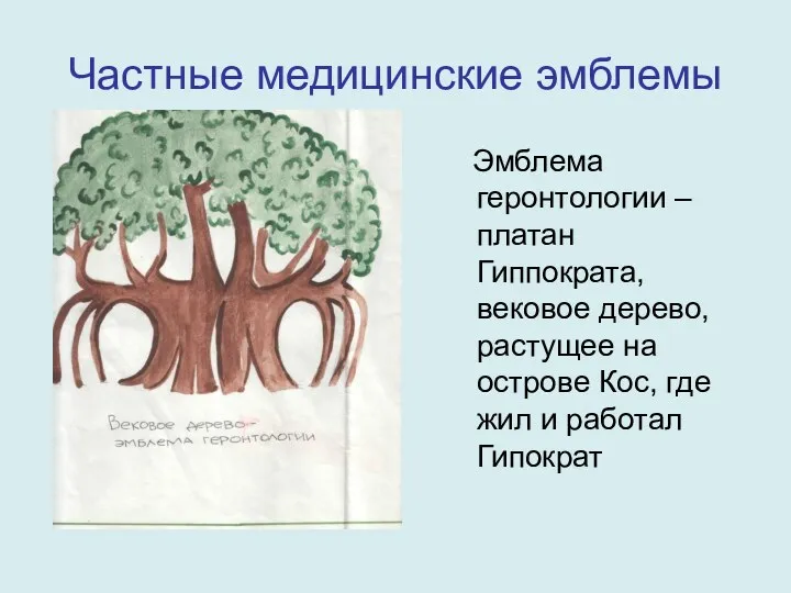 Частные медицинские эмблемы Эмблема геронтологии – платан Гиппократа, вековое дерево,