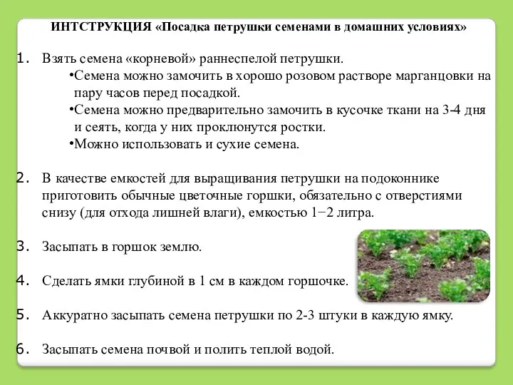 ИНТСТРУКЦИЯ «Посадка петрушки семенами в домашних условиях» Взять семена «корневой»