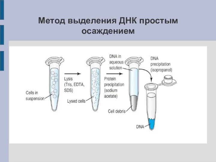 Метод выделения ДНК простым осаждением