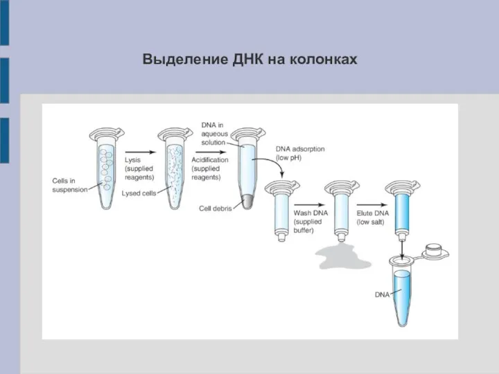 Выделение ДНК на колонках