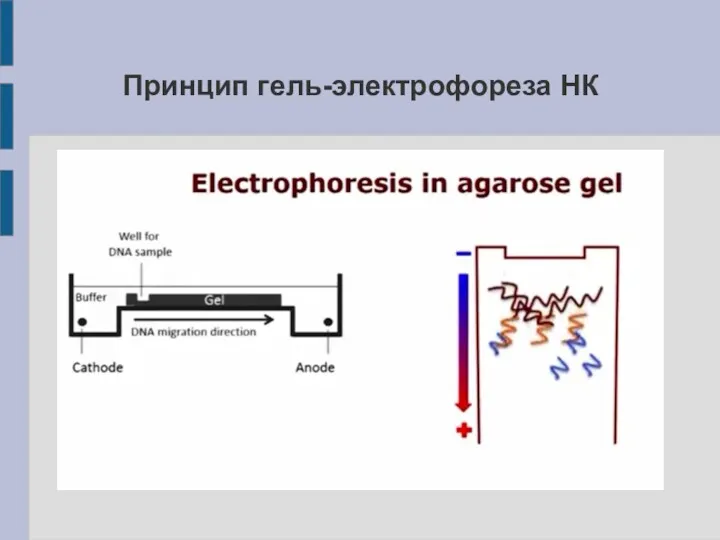 Принцип гель-электрофореза НК