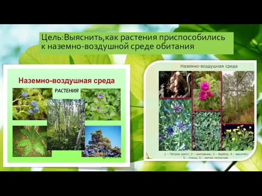 Цель:Выяснить,как растения приспособились к наземно-воздушной среде обитания