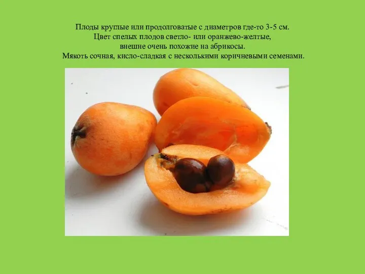 Плоды круглые или продолговатые с диаметров где-то 3-5 см. Цвет