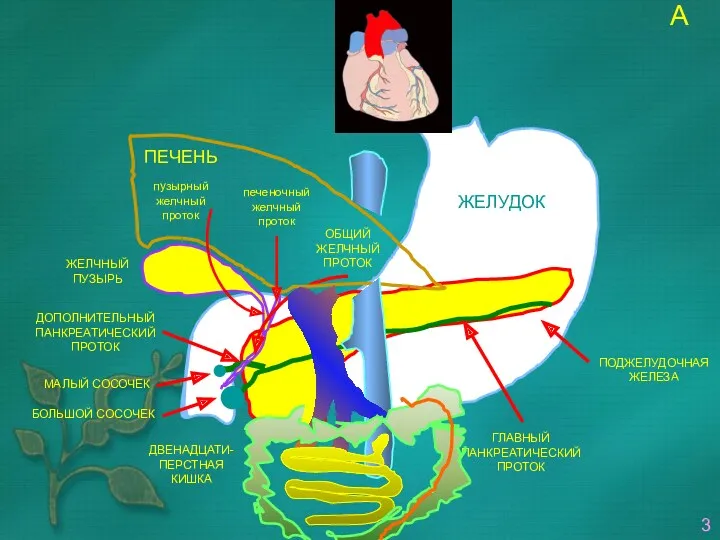 ЖЕЛУДОК ПОДЖЕЛУДОЧНАЯ ЖЕЛЕЗА ЖЕЛЧНЫЙ ПУЗЫРЬ ДВЕНАДЦАТИ- ПЕРСТНАЯ КИШКА ГЛАВНЫЙ ПАНКРЕАТИЧЕСКИЙ