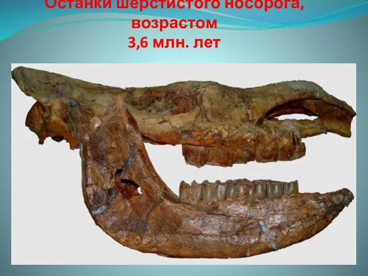 Останки шерстистого носорога, возрастом 3,6 млн. лет