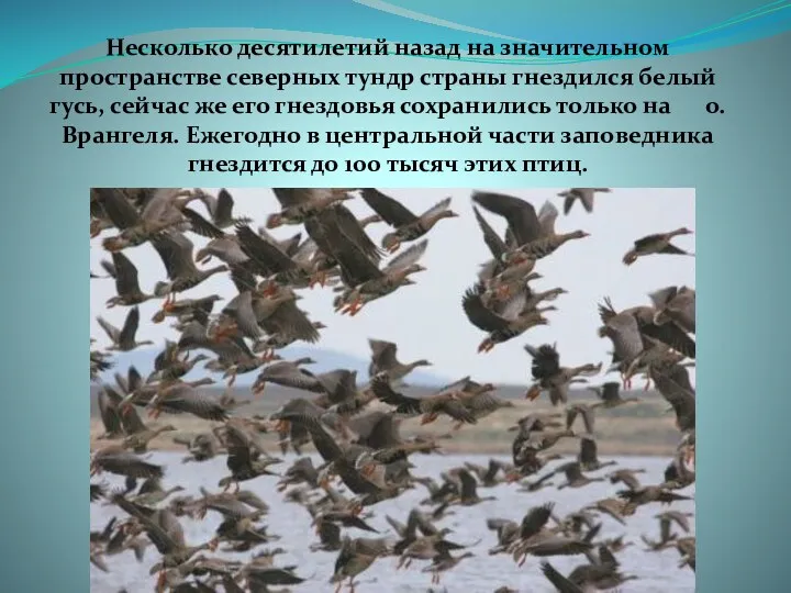 Несколько десятилетий назад на значительном пространстве северных тундр страны гнездился