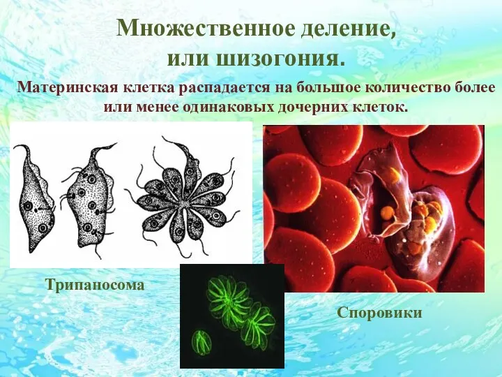 Множественное деление, или шизогония. Материнская клетка распадается на большое количество