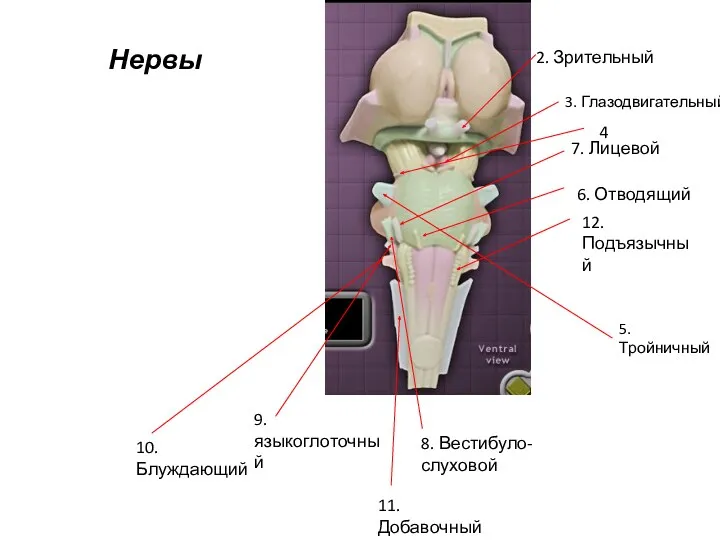 2. Зрительный 3. Глазодвигательный 7. Лицевой 6. Отводящий 12. Подъязычный