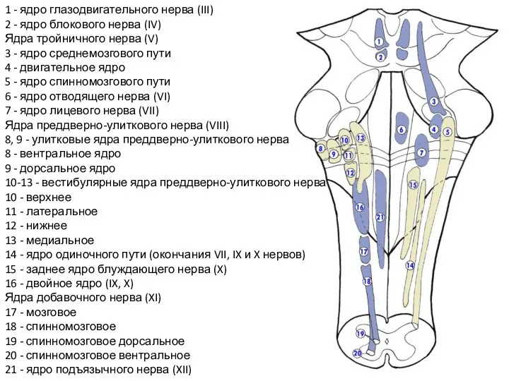 1 - ядро глазодвигательного нерва (III) 2 - ядро блокового