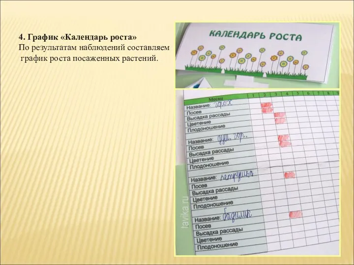 4. График «Календарь роста» По результатам наблюдений составляем график роста посаженных растений.