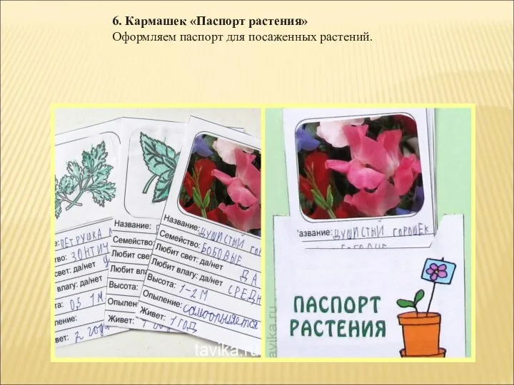 6. Кармашек «Паспорт растения» Оформляем паспорт для посаженных растений.