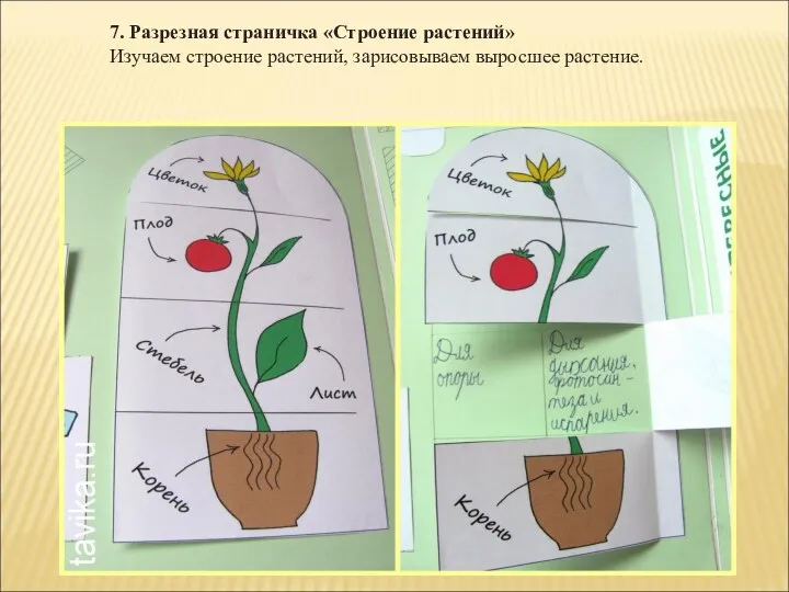 7. Разрезная страничка «Строение растений» Изучаем строение растений, зарисовываем выросшее растение.