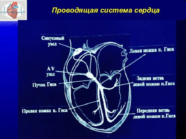 2016 Проводящая система сердца