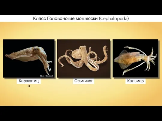 Каракатица Кальмар Осьминог Класс Головоногие моллюски (Cephalopoda) Hans Hillewaert