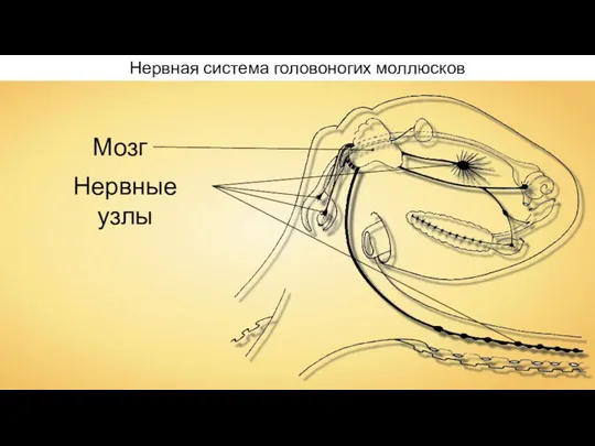 Нервная система головоногих моллюсков Мозг Нервные узлы