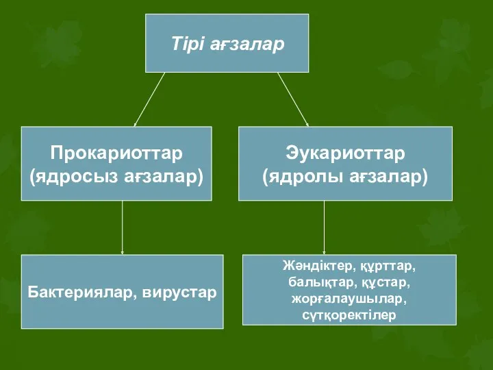 Тірі ағзалар Прокариоттар (ядросыз ағзалар) Эукариоттар (ядролы ағзалар) Бактериялар, вирустар Жәндіктер, құрттар, балықтар, құстар, жорғалаушылар, сүтқоректілер