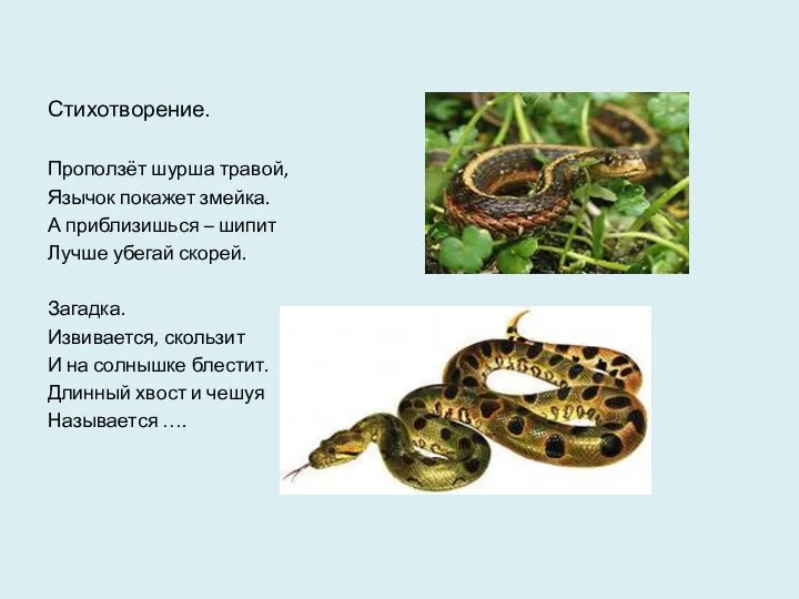 Стихотворение. Проползёт шурша травой, Язычок покажет змейка. А приблизишься –