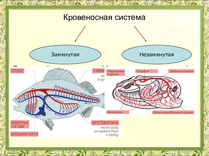 Кровеносная система Дождевой червь Моллюски гемолимфа Рыбы Насекомые Земноводные Рептилии Птицы Млекопитающие Замкнутая Незамкнутая