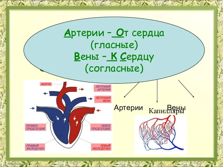 Органы кровеносной системы Сердце Сосуды Предсердия Желудочки Артерии Вены Капилляры Артерии – От