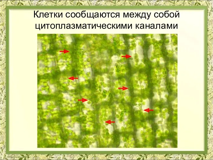 Клетки сообщаются между собой цитоплазматическими каналами