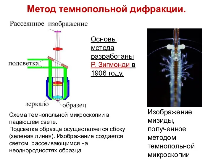 Метод темнопольной дифракции. Изображение мизиды, полученное методом темнопольной микроскопии Схема