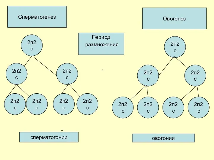 Период размножения Сперматогенез 2п2с 2п2с 2п2с 2п2с 2п2с 2п2с 2п2с