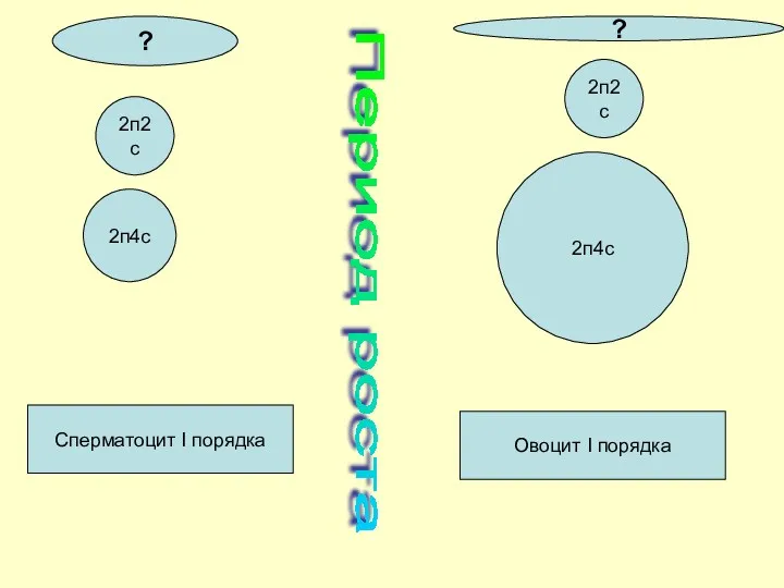 Период роста 2п2с 2п2с Сперматоцит I порядка Овоцит I порядка 2п4с 2п4с ? ?