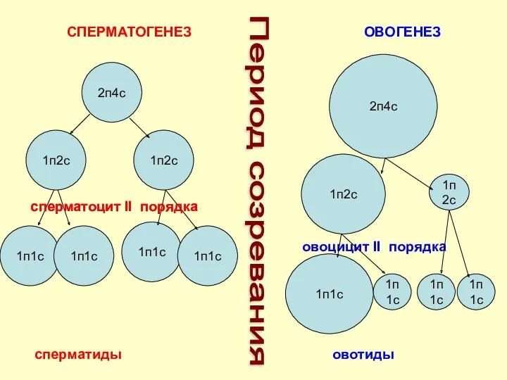 СПЕРМАТОГЕНЕЗ ОВОГЕНЕЗ Период созревания 2п4с 1п2с 1п2с 1п1с 1п1с 1п1с