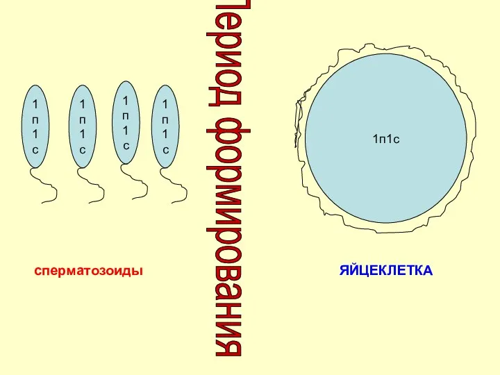Период формирования 1п1с 1п1с 1п1с 1п1с 1п1с сперматозоиды ЯЙЦЕКЛЕТКА