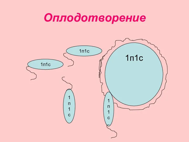 Оплодотворение 1п1с 1п1с 1п1с 1п1с 1п1с