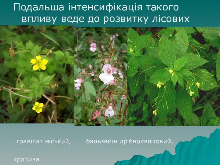 Подальша інтенсифікація такого впливу веде до розвитку лісових бурянів: гравілат міський, бальзамін дрібноквітковий, кропива