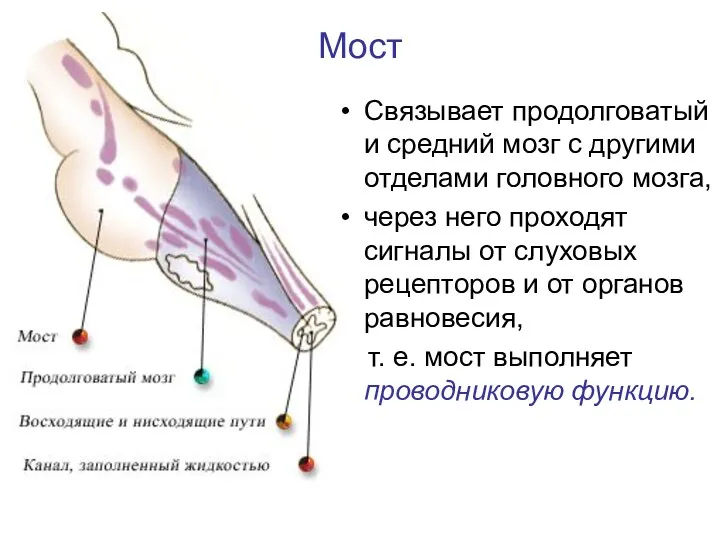 Мост Связывает продолговатый и средний мозг с другими отделами головного