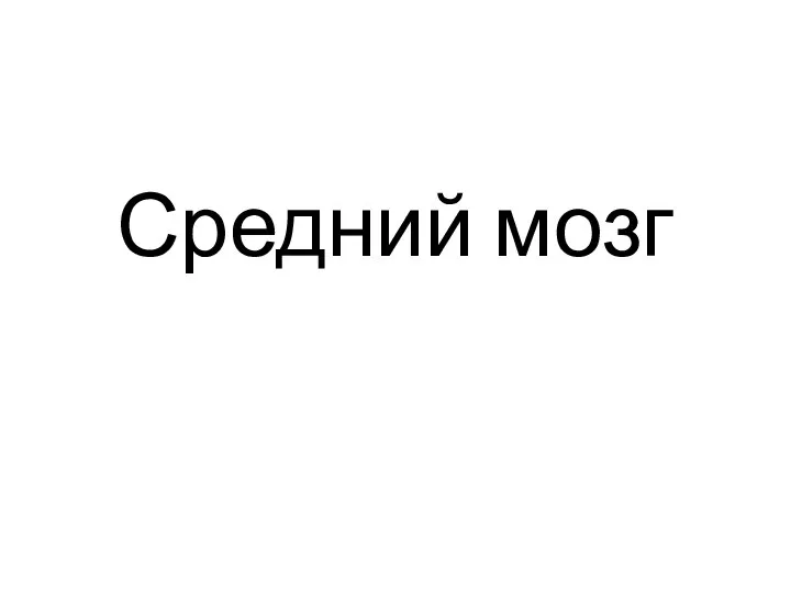 Средний мозг