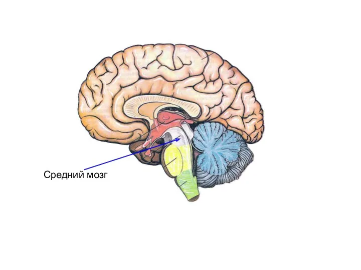 Средний мозг
