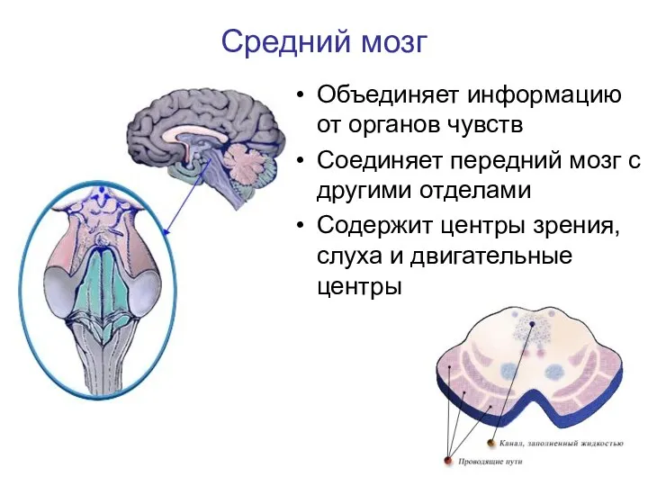 Средний мозг Объединяет информацию от органов чувств Соединяет передний мозг