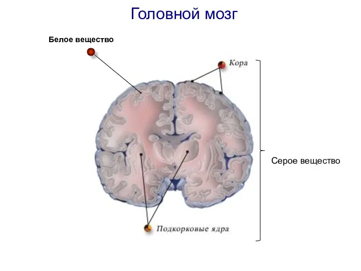 Серое вещество Белое вещество Головной мозг