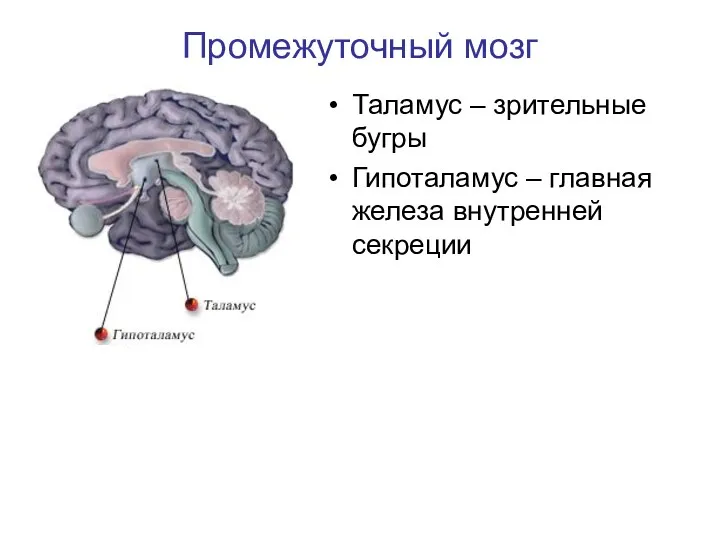 Промежуточный мозг Таламус – зрительные бугры Гипоталамус – главная железа внутренней секреции