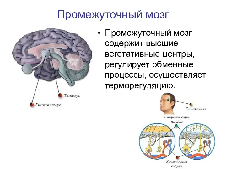 Промежуточный мозг Промежуточный мозг содержит высшие вегетативные центры, регулирует обменные процессы, осуществляет терморегуляцию.